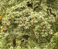 Aesculus Wangii