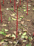 Conkers
