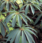 Photograph of Schefflera Taiwaniana